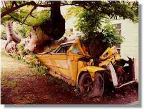Boabab tree